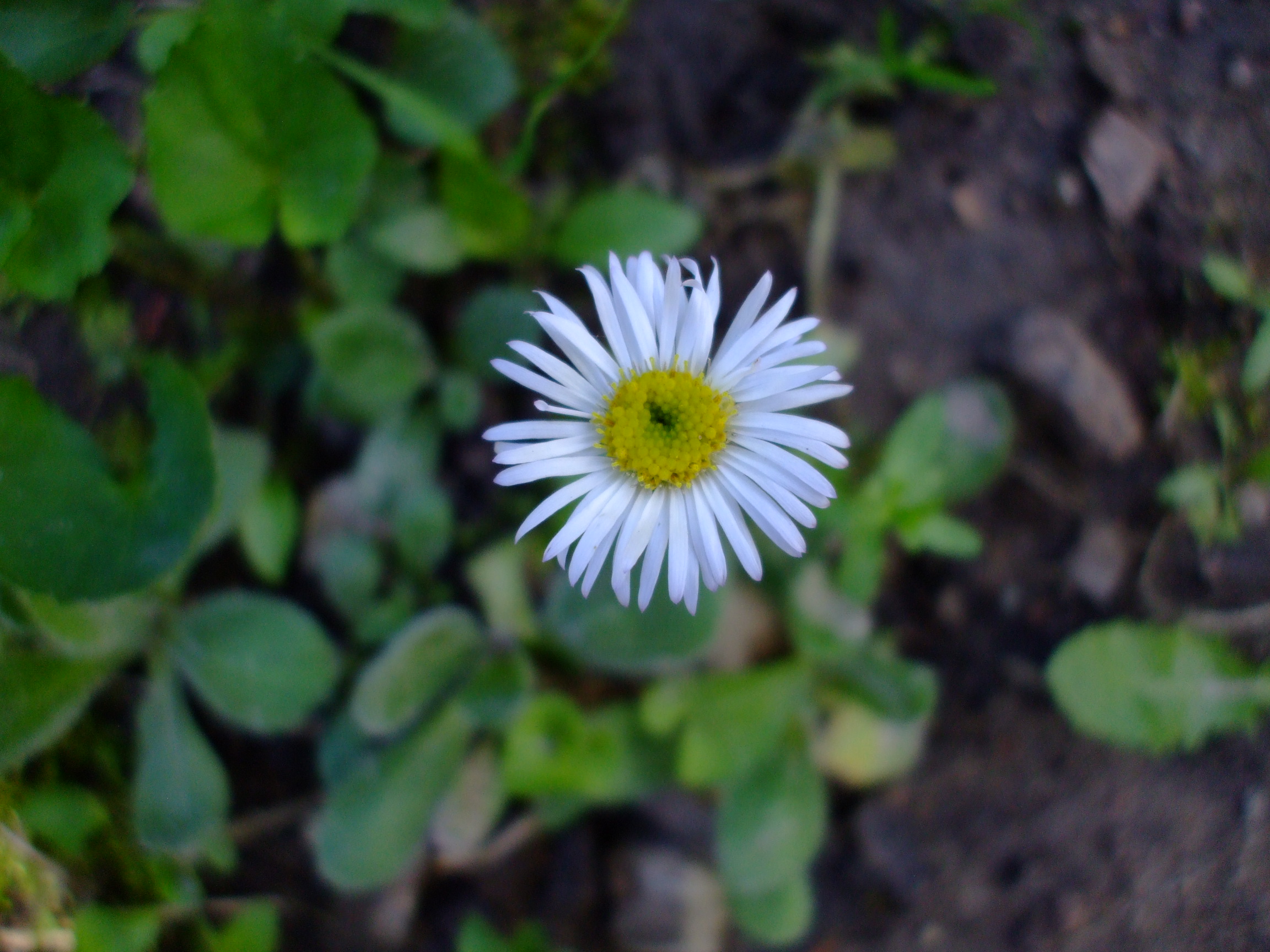 Erigeron pulchellus